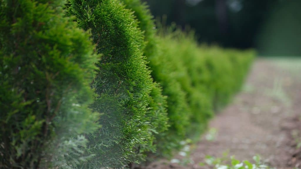 hedge green plants
