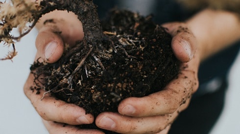 hands holding up pile of soil with a plant growing out of it.