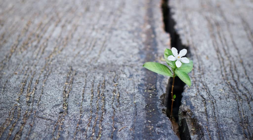 A little flower grows through the black top, encouraging others to choose life.
