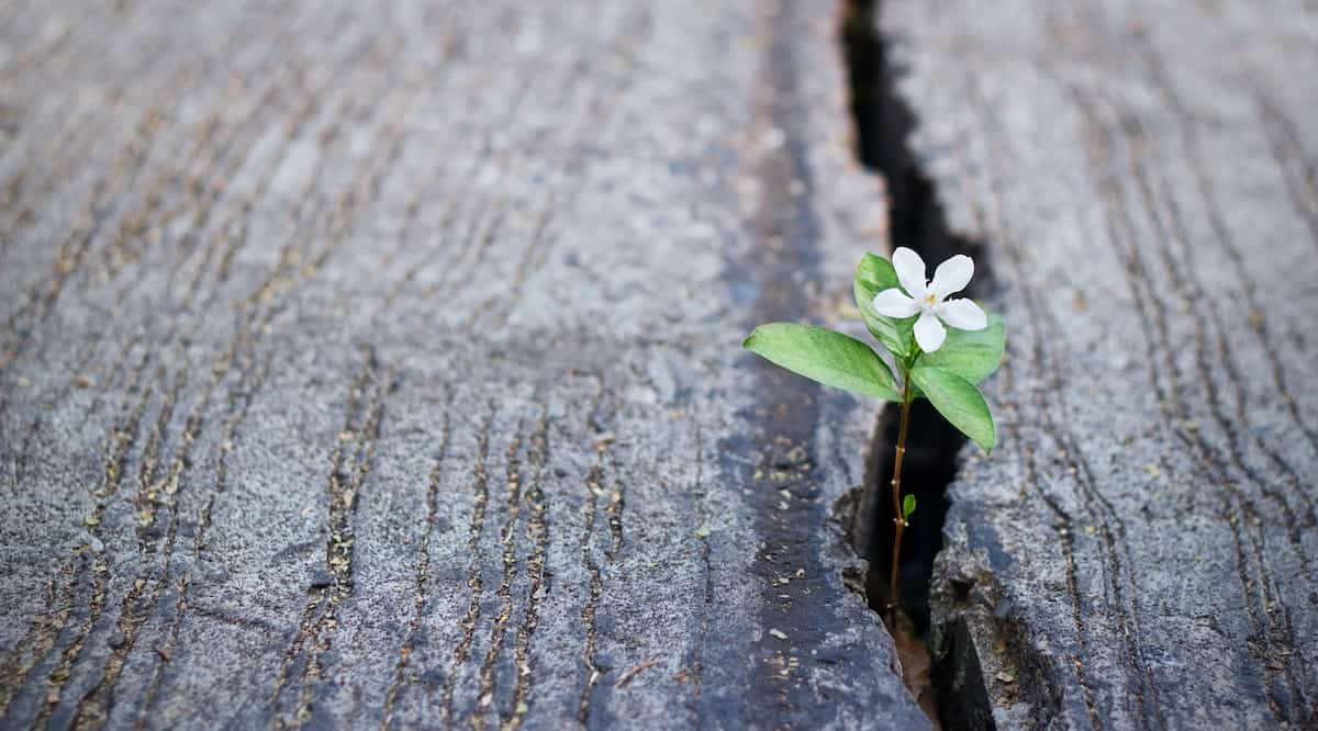 A little flower grows through the black top, encouraging others to choose life.